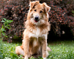 Собаки в Пушкино: Тотошка ищет свою Элли Мальчик, Бесплатно - фото 2