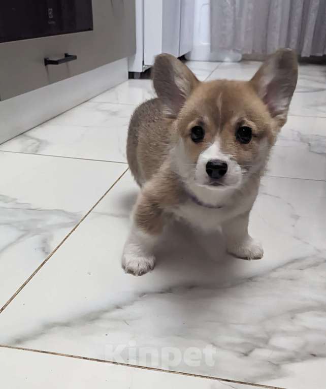 Собаки в Волгограде: Девочка  Девочка, 50 000 руб. - фото 4