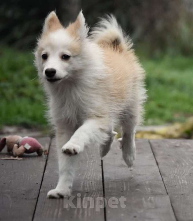Собаки в Москве: Ненецкая оленегонная лайка, кобель Жиган. Мальчик, 60 000 руб. - фото 4