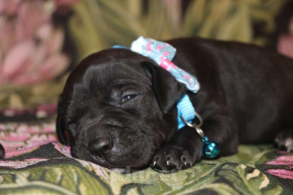 Собаки в Москве: Щенки питбуля   Мальчик, 100 000 руб. - фото 3