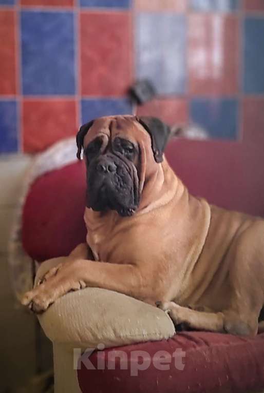 Собаки в Москве: Бульмастиф Девочка, Бесплатно - фото 2