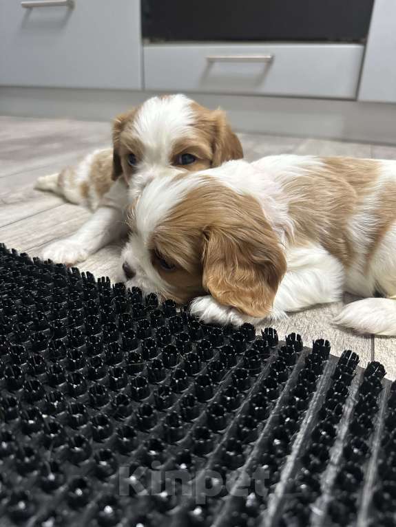 Собаки в Санкт-Петербурге: Кавалер Кинг Чарльз спаниель Мальчик, 65 000 руб. - фото 2