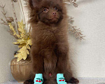 Собаки в Барнауле: Шоколадные мишки Мальчик, 35 000 руб. - фото 1