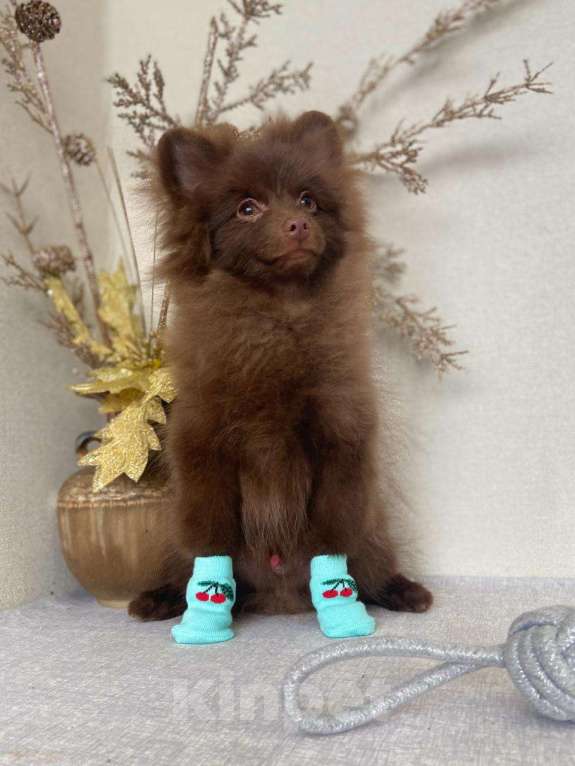 Собаки в Барнауле: Шоколадные мишки Мальчик, 35 000 руб. - фото 1