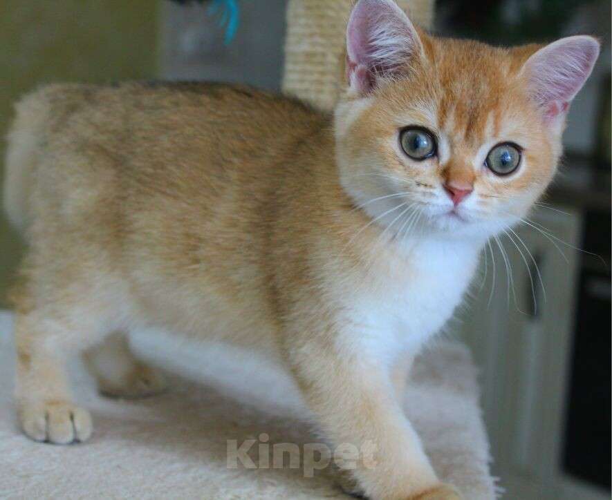 Кошки в Краснодаре: Шотландкая золотая шиншилла МАЛЬЧИК  окрас ny11 Мальчик, Бесплатно - фото 2