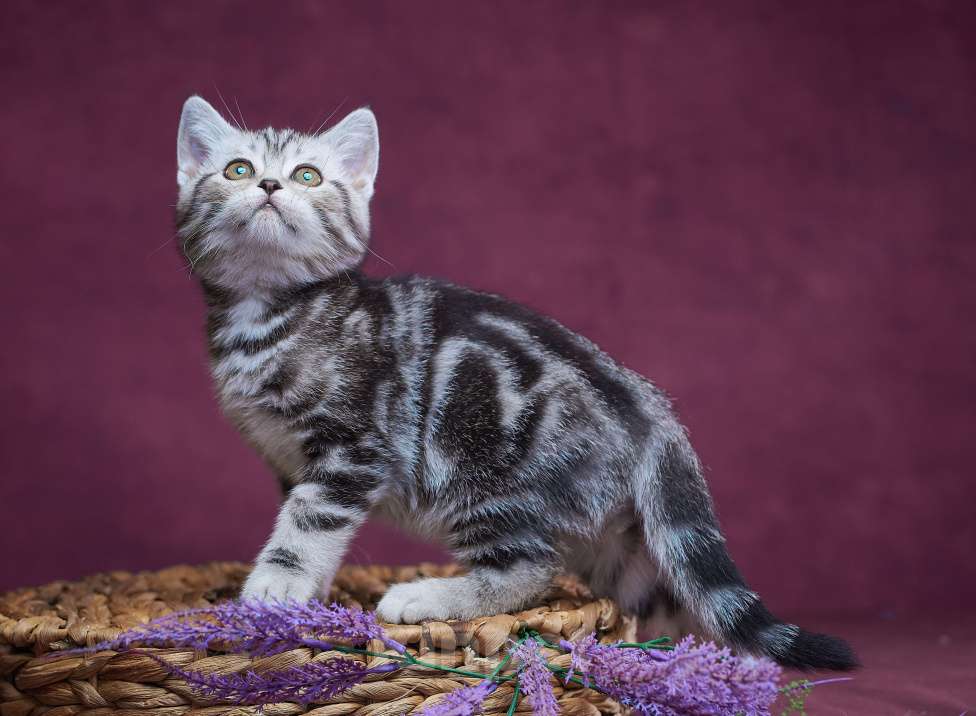 Кошки в Барнауле: Котик-страйт Тамерлан💚 Мальчик, Бесплатно - фото 7