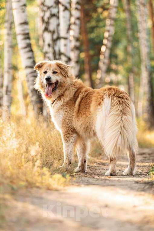 Собаки в Москве: Шикарный пёс Нортон в добрые руки. Мальчик, Бесплатно - фото 4