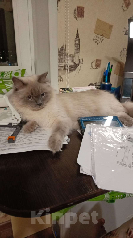 Кошки в Йошкаре-Оле: Котята породы Невская маскарадная Мальчик, 8 000 руб. - фото 8