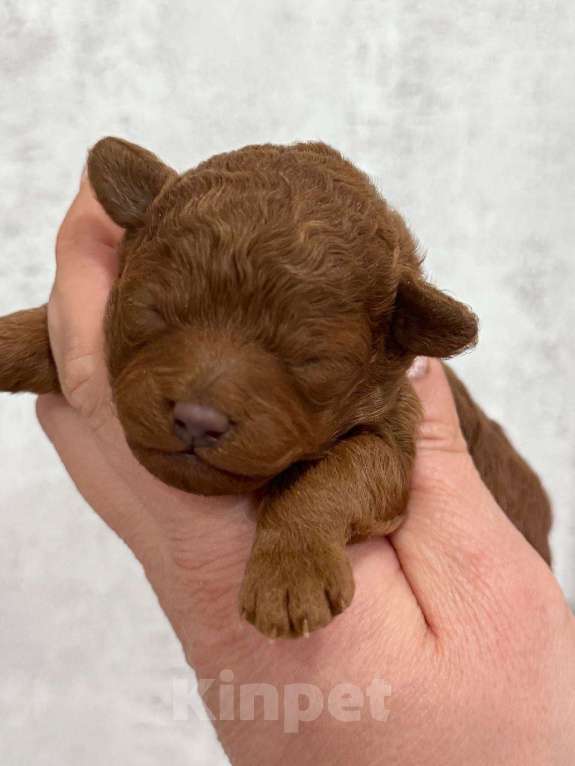 Собаки в Москве: Той-пудель тедди девочка Девочка, 150 000 руб. - фото 6