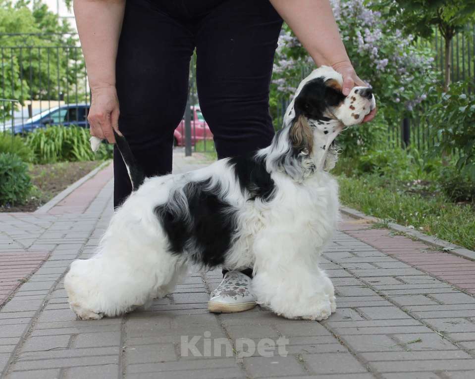 Собаки в Тамбове: щенки Американского кокер спаниеля, мальчики Мальчик, 40 000 руб. - фото 5