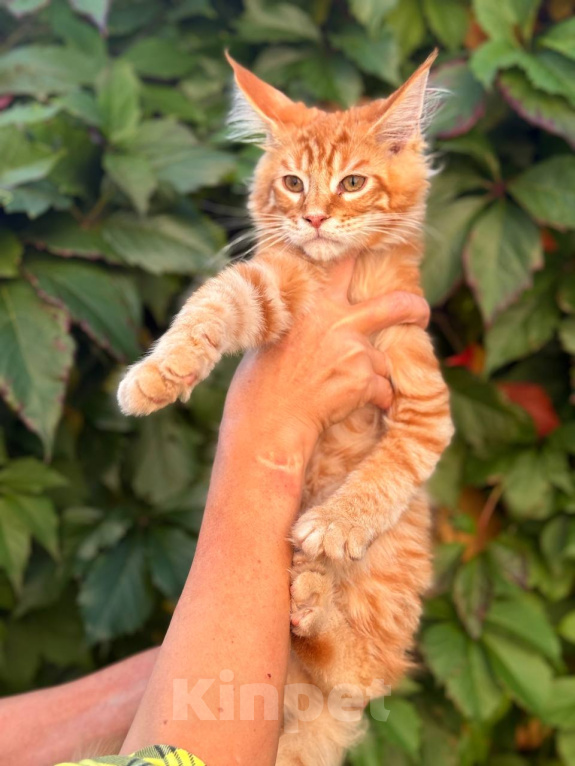 Кошки в Москве: Котята Мейн-кун Мальчик, 35 000 руб. - фото 1