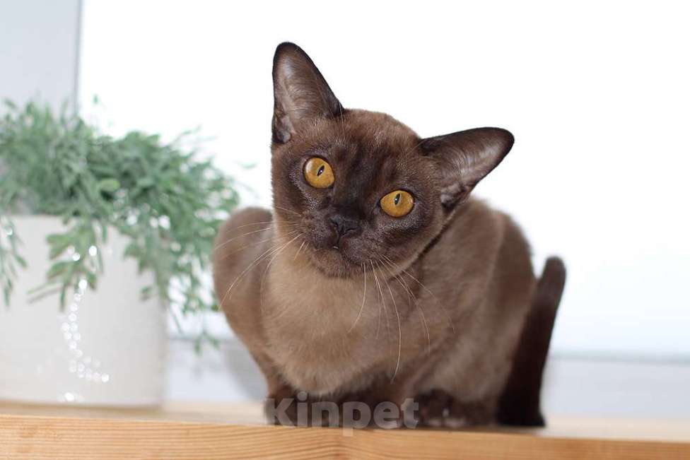 Кошки в Москве: Бурма - кошечка в разведение Девочка, 140 000 руб. - фото 6