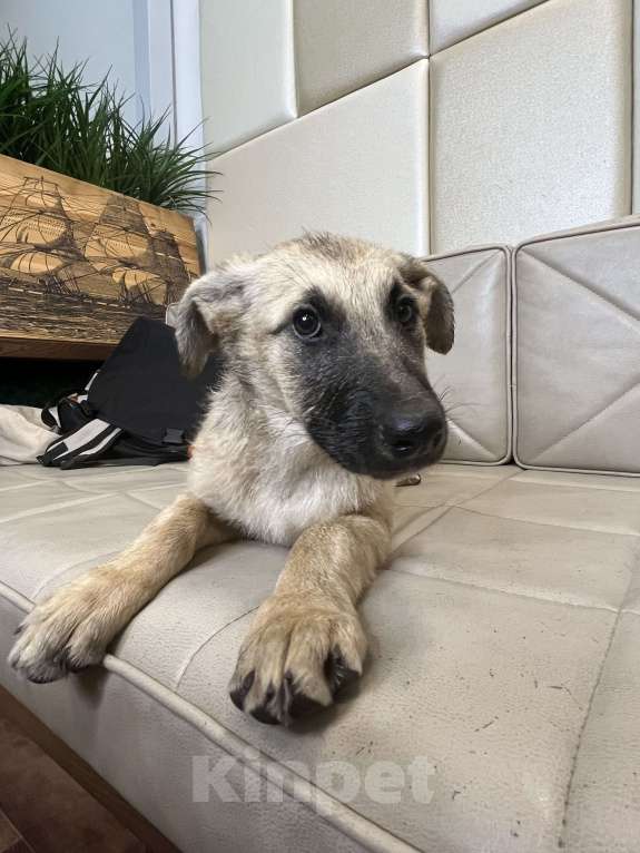 Собаки в Москве: Щенок Виола в добрые руки бесплатно  Девочка, Бесплатно - фото 7