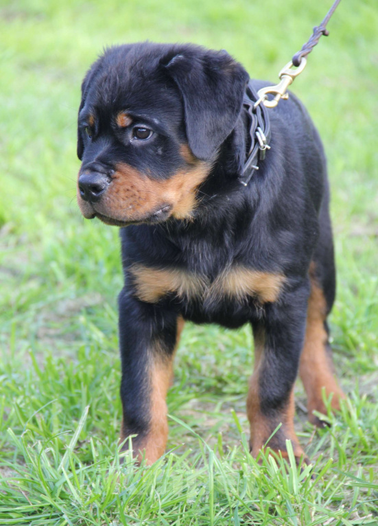 Собаки в Екатеринбурге: Щенки ротвейлера  Мальчик, 60 000 руб. - фото 6