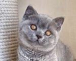 Кошки в Москве: Британские к/ш котята  Мальчик, Бесплатно - фото 3