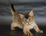 Кошки в Иркутске: котята лисята, 25 000 руб. - фото 3