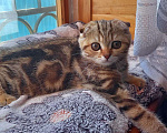 Кошки в Майкопе: Котодети, 5 000 руб. - фото 7