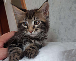 Кошки в Западном Двине: Мальчик породы Мейн кун Мальчик, 20 000 руб. - фото 7