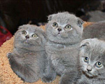 Кошки в Кингисеппе: Вислоухие котята, 2 500 руб. - фото 1