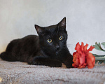Кошки в Новомичуринске: Чёрный кот, 100 руб. - фото 1