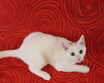 Кошки в Колпашево: Котёнок девочка Девочка, Бесплатно - фото 7