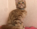 Кошки в Самаре: Шикарный Кот Мейн-кун Мальчик, 50 000 руб. - фото 5