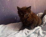 Кошки в Рязани: Котята в добрые руки  Девочка, Бесплатно - фото 1
