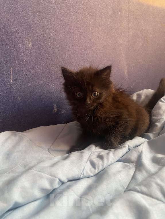 Кошки в Рязани: Котята в добрые руки  Девочка, Бесплатно - фото 1