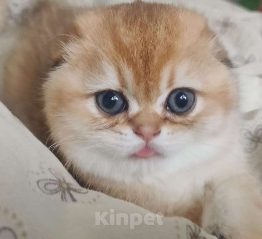 Кошки в Тольятти: Золотые шиншилы Разнополые, 35 000 руб. - фото 2