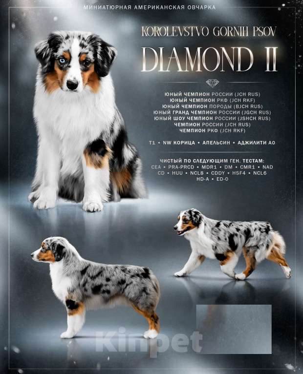 Собаки в Новокузнецке: Мун вязка Мальчик, Бесплатно - фото 1