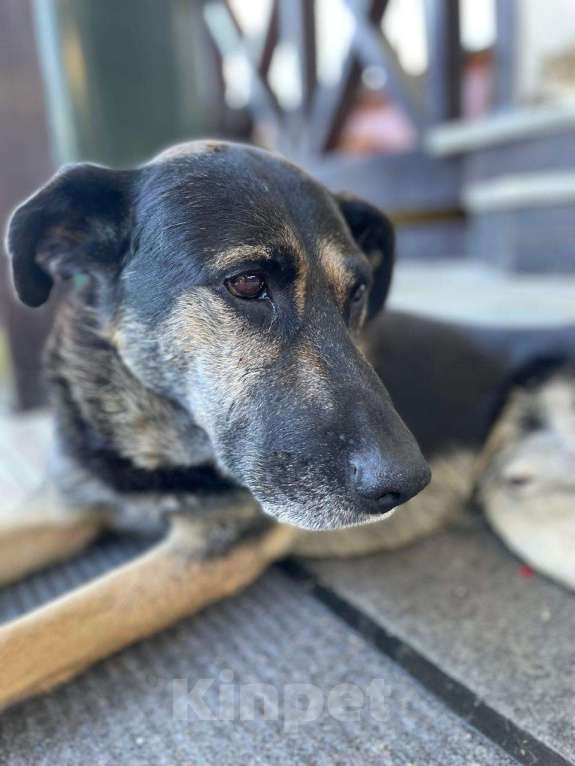 Собаки в других городах Калужской области: Потерялся пес метис овчарка, по имени Дик. На нём был с коричневый ошейник Мальчик, 5 000 руб. - фото 4