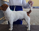 Собаки в Брянске: Вязка Джек Рассел Терьер  Мальчик, 40 000 руб. - фото 3
