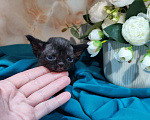 Кошки в Горячем Ключе: Котенок Девон Рекс девочка черный биколор Девочка, 70 000 руб. - фото 2