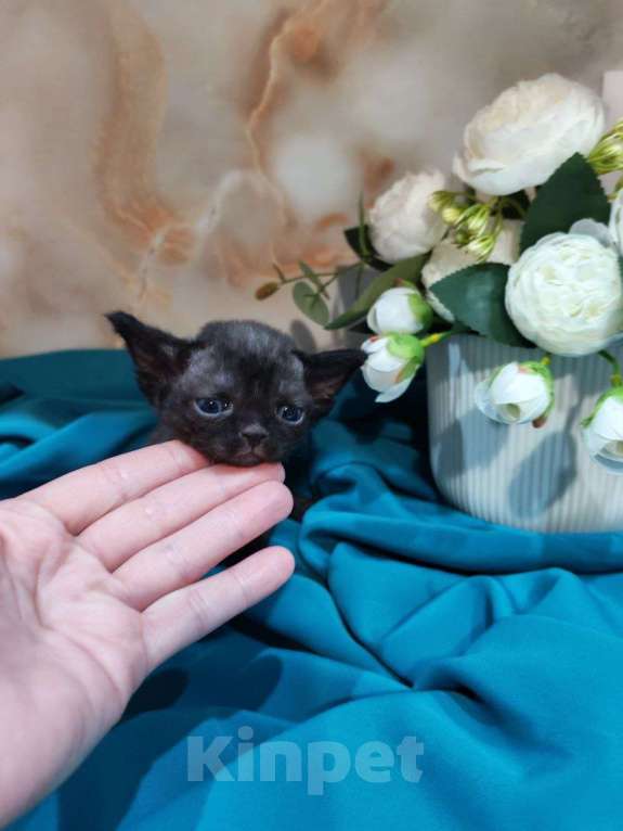 Кошки в Горячем Ключе: Котенок Девон Рекс девочка черный биколор Девочка, 70 000 руб. - фото 2