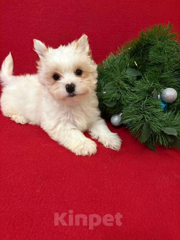 Собаки в Москве: Росошный  белоснежный  мальчик Мальчик, 30 000 руб. - фото 2