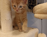 Кошки в Воронеже: Рыжие котята Мальчик, Бесплатно - фото 4
