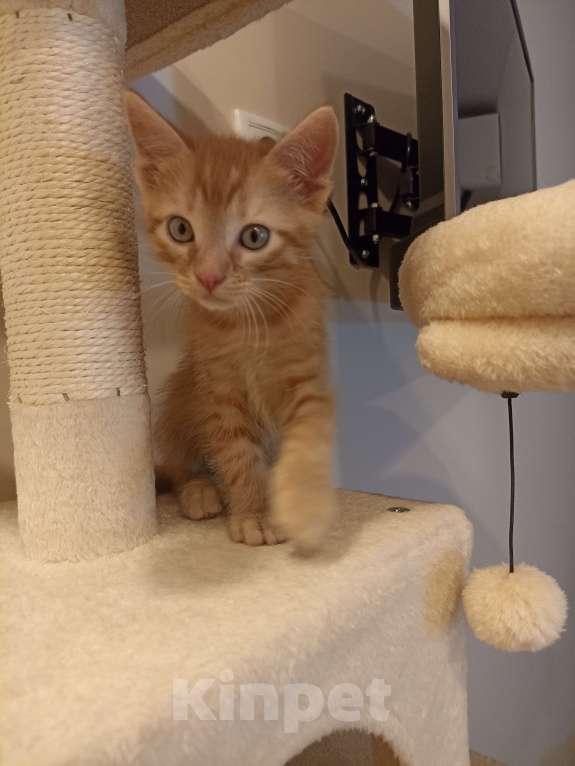 Кошки в Воронеже: Рыжие котята Мальчик, Бесплатно - фото 4