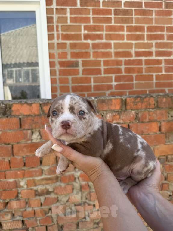 Собаки в Краснодаре: Щенки Американский булли Девочка, Бесплатно - фото 2