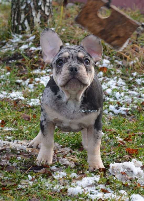 Собаки в Москве: щенок Мальчик, 70 000 руб. - фото 2