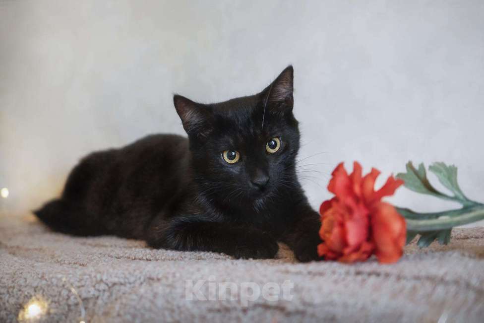 Кошки в Новомичуринске: Чёрный кот, 100 руб. - фото 1