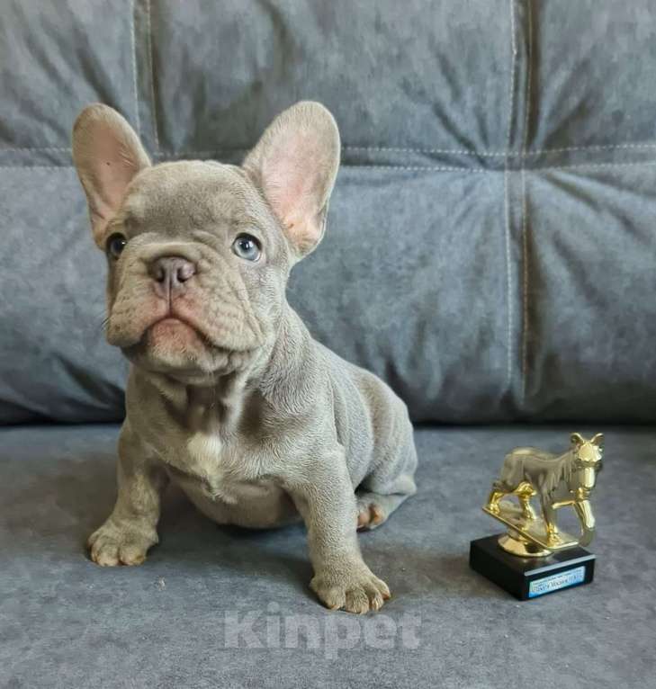 Собаки в Шахте: Лиловый принц с золотым характером | Французский бульдог Мальчик, 70 000 руб. - фото 4