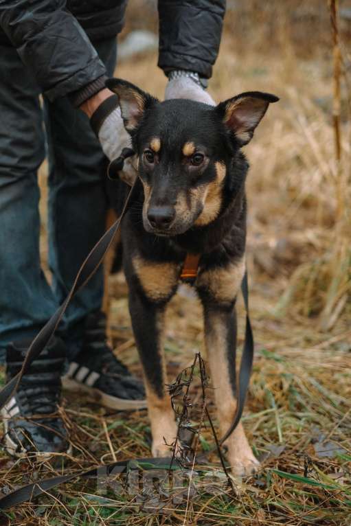 Собаки в Санкт-Петербурге: Юный Скаут из приюта в добрые руки Мальчик, Бесплатно - фото 3