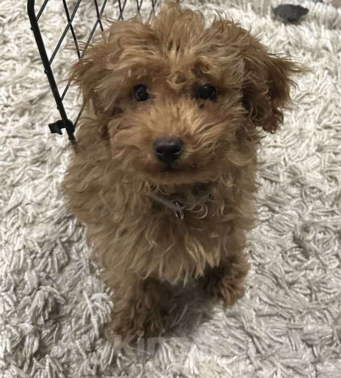 Собаки в Воронеже: Щенок той-пуделя Мальчик, 70 000 руб. - фото 1