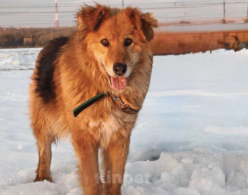 Собаки в Воскресенске: Сладкая булочка с корицей Мальчик, Бесплатно - фото 2
