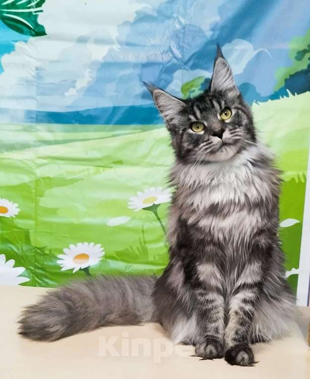 Кошки в Барнауле: Кошечки. Девочка, 20 000 руб. - фото 1