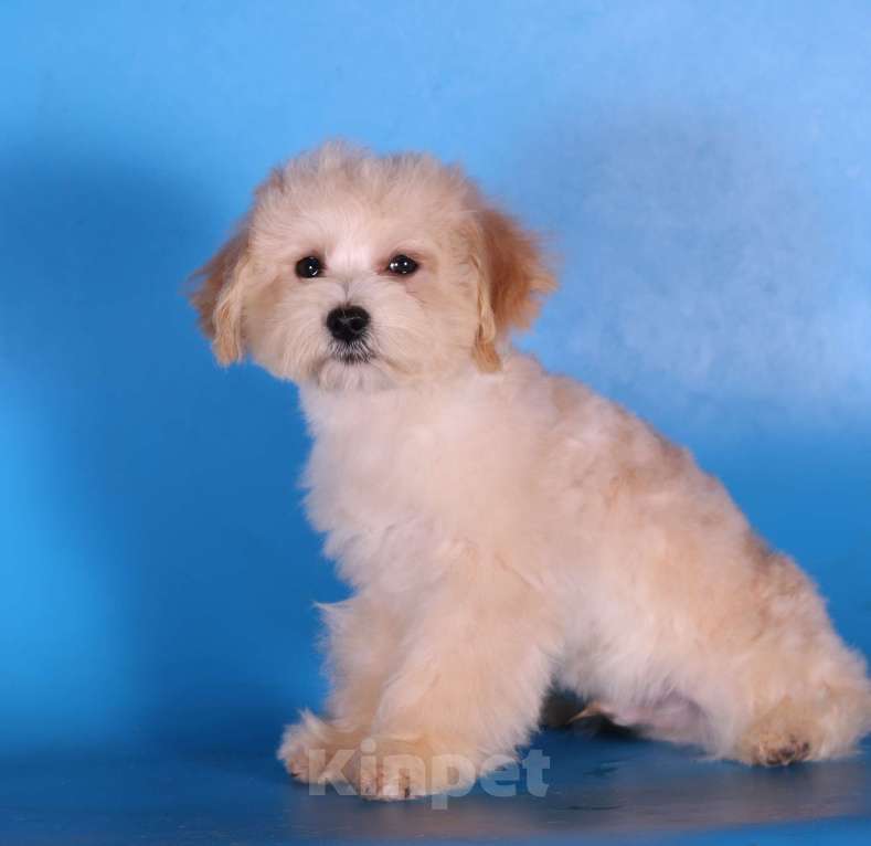 Собаки в Москве: мальтипу Ф1 щенки мини и микро Мальчик, 100 000 руб. - фото 8