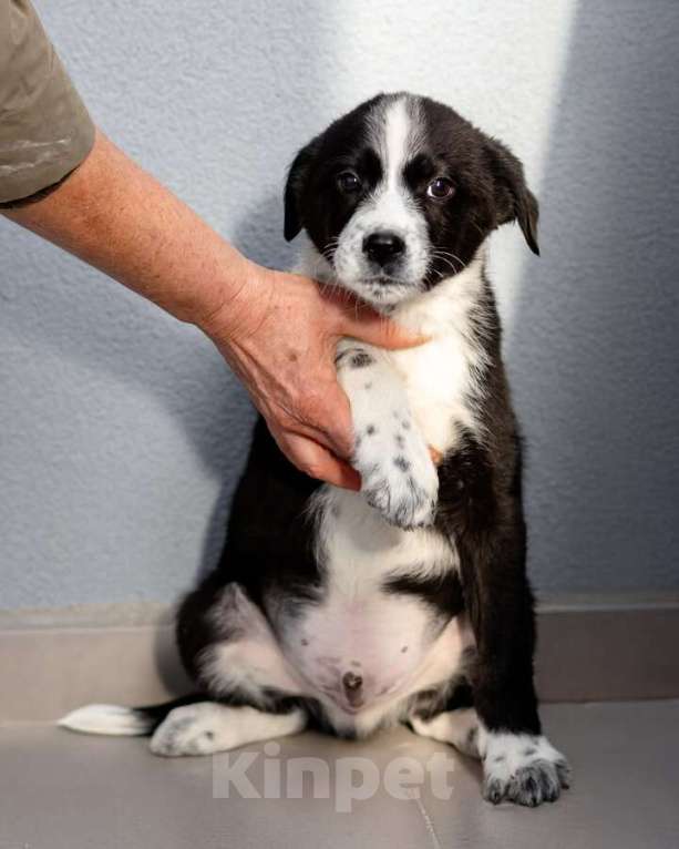 Собаки в Москве: Чудесный щенок Чижик ищет дом. Мальчик, Бесплатно - фото 6