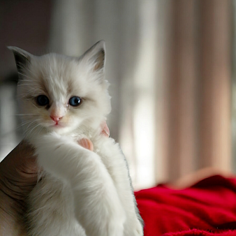 Рэгдолл котенок мальчик