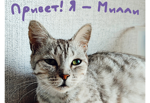 Милли ищет дом 🤍