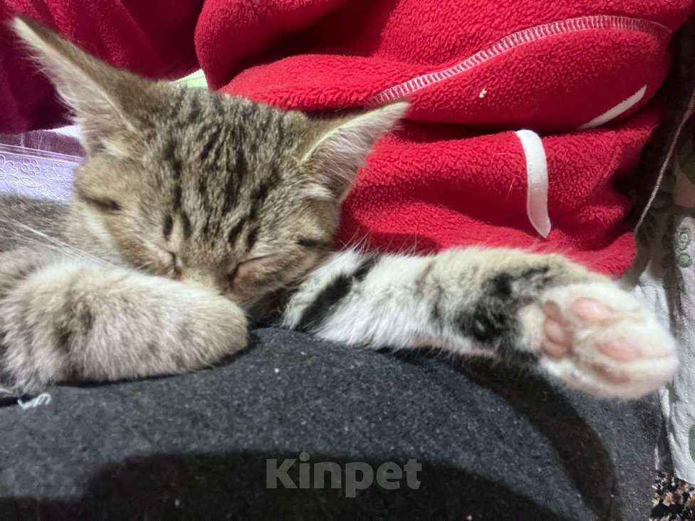 Кошки в Москве: Это Салинка! Чудесная нежная девочка! Девочка, Бесплатно - фото 7